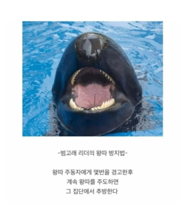 동물별 왕따 대처법